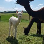 Hallo Karla!